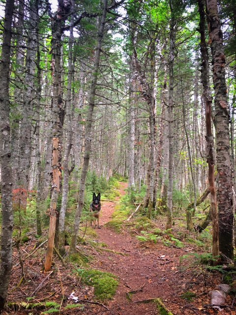 Otherworldly Forest