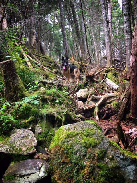 Yes, this was 'on trail'. Blow downs, overgrowth and root climbs add to the charm.